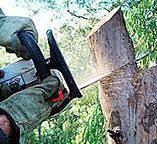 How Our Tree Care Process Works  in  Stoneville, NC