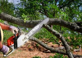 Pest Control for Lawns in Stoneville, NC
