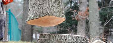 Best Leaf Removal  in Stoneville, NC