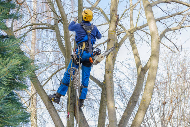 Best Tree Disease Treatment  in Stoneville, NC